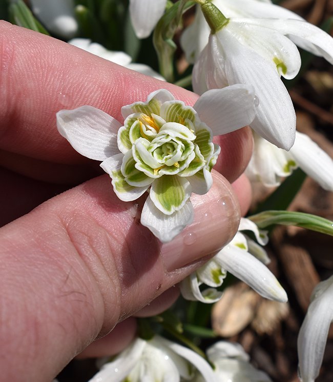 galanthus-nivalis-flore-pleno-flower-1-jwb21.JPG