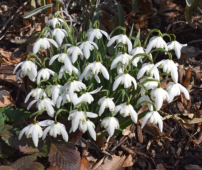 galanthus-nivalis-flore-pleno-habit-in-flower-1-jwb21.JPG