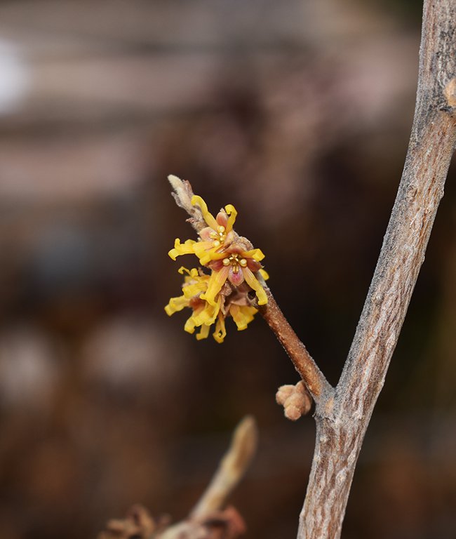 hamamelis-mollis-primavera-flowers-hms20.jpg