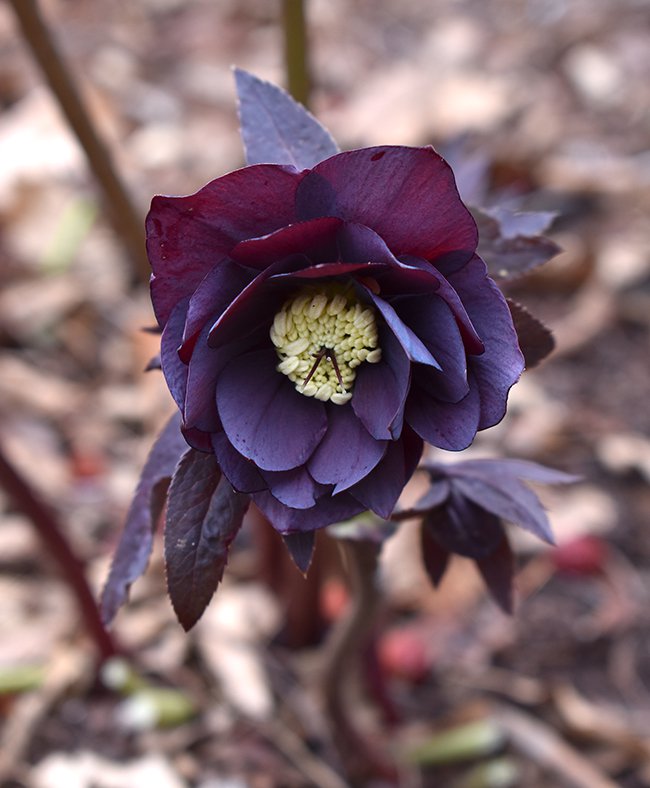 helleborus-midnight-ruffles-Flower-jwb21.JPG