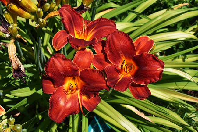 hemerocallis-fire-tree-flower-summer-hms21.jpg