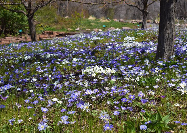 hepatica-americana-and-anemone-blanda-hms20.jpg