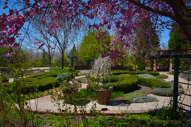 herb-garden-view-underneath-prunus-blireana-hms20.jpg