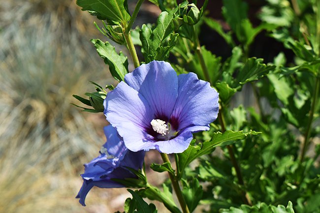 hibiscus-syriacus-blue-satin-flower-summer-hms21.jpg