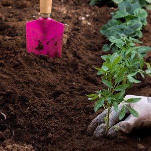 veggie garden soil