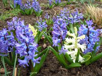 hyacinths-1-jwb12.jpg