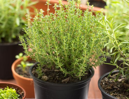 herbs