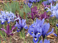 iris-recticulata-jwb12.jpg