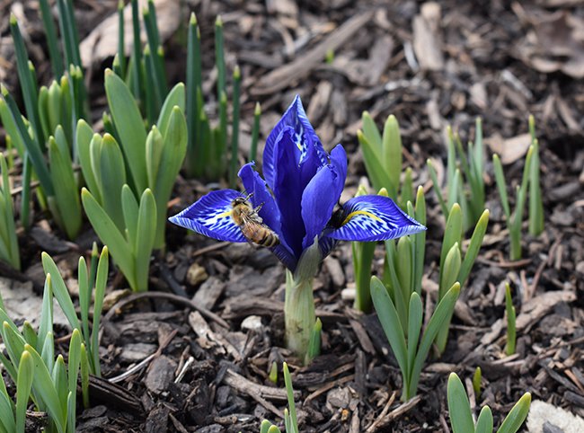 iris-reticulata-flowers-and-bee-hms20.jpg