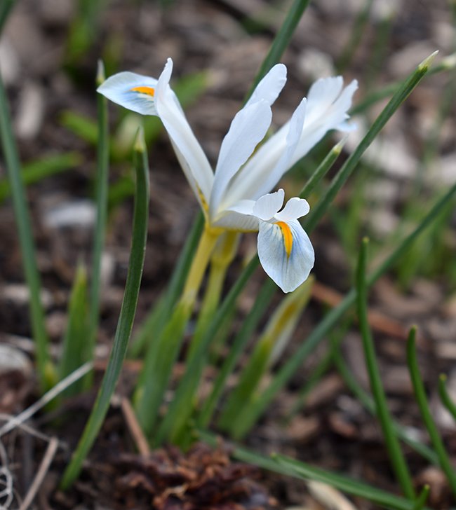 iris-reticulata-natascha-flower-1-jwb21.JPG