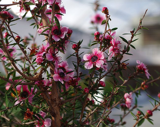 leptospermum-scoparium-flowers-hms20.jpg