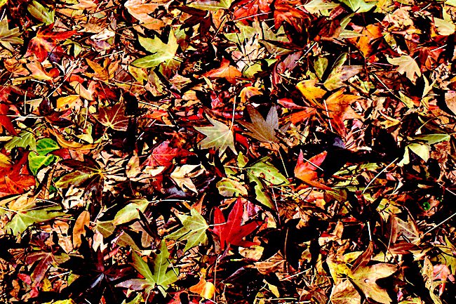 liquidambar-styraciflua-&#x27;worplesdon&#x27;-leaves-hms21