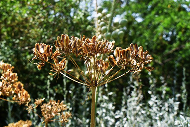 lomatium-dissectum-seed-summer-hms21.jpg