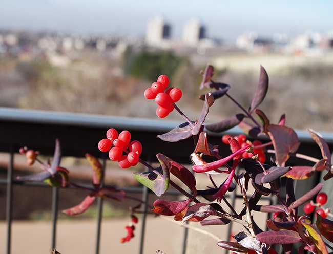 lonicera-&#x27;blanche-sandman&#x27;-hms21