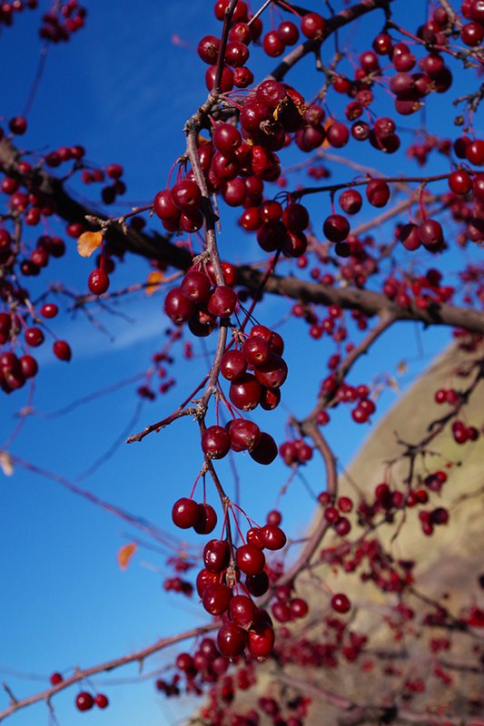 malus-ioensis-&#x27;adams&#x27;-hms21