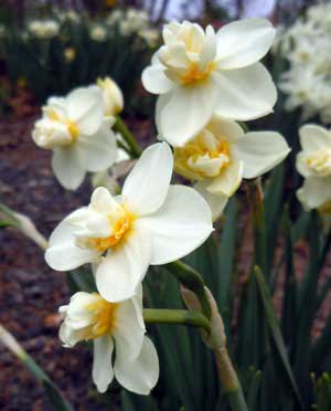 Narcissus &#x27;Cheerfulness White&#x27;