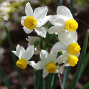 narcissus-canaliculatus-jwb13.jpg