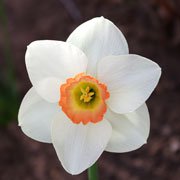 narcissus-fragrant-rose-jwb13.jpg