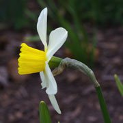 narcissus-jack-snipe-jwb13.jpg