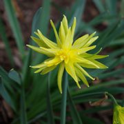 narcissus-rip-van-winkle-jwb13.jpg