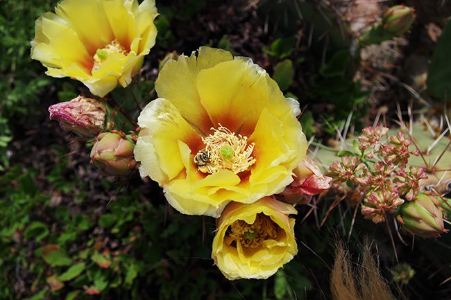 opuntia-littoralis-var.-martiniana-flower-and-bee-spring-hms21.jpg