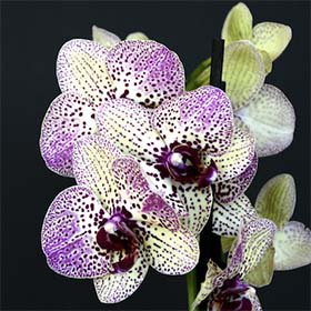 orchid-show.jpg