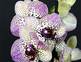 orchid-show.jpg