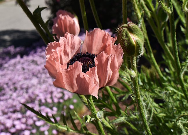 papaver-orientale-princess-victoria-louise-hms21.jpg