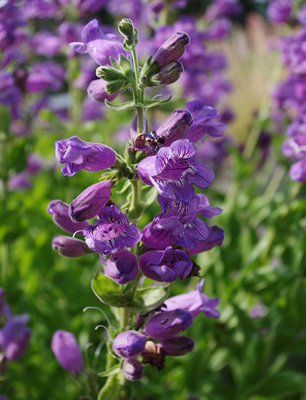 penstemon-cobaea-spring-flower-1-hms21_copy.max-1000x800.jpg