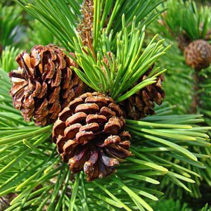 pine-cone-thumb.jpg