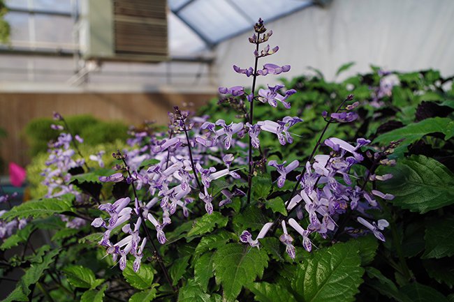 plectranthus-mona-lavender-flowers-hms20.jpg