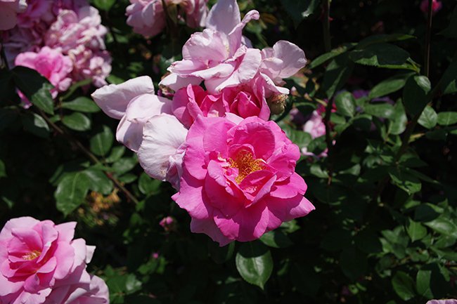 rosa-&#x27;earth-song&#x27;-flower-spring-1-hms21.jpg