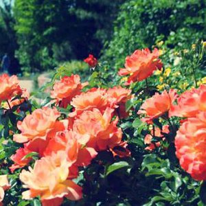 Roses Fragrance Garden
