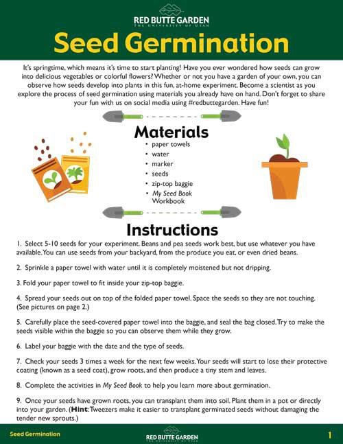 seed-germination-activity.jpg