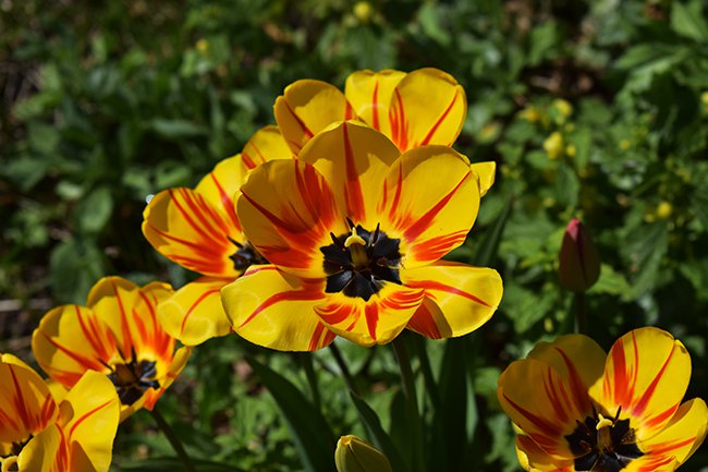 tulipa-cv-flower-hms20.jpg