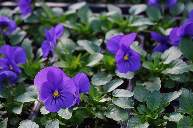 viola-cornuta-flower-hms20.jpg
