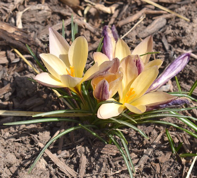 wbn-21-3-19-crocus-chrysanthus-advance-jwb21.jpg