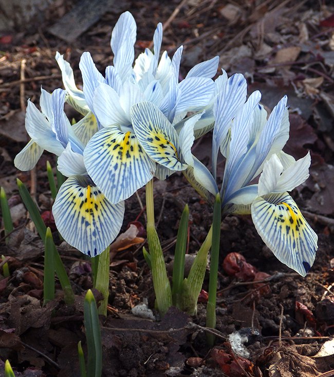 Iris histrioides Lady Beatrix Stanley, iris Lady Beatrix Stanley, dwarf