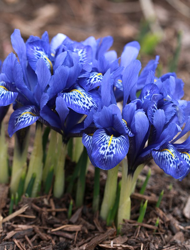 Iris histrioides 'Lady Beatrix Stanley' syn. Iris 'Lady Beatrix