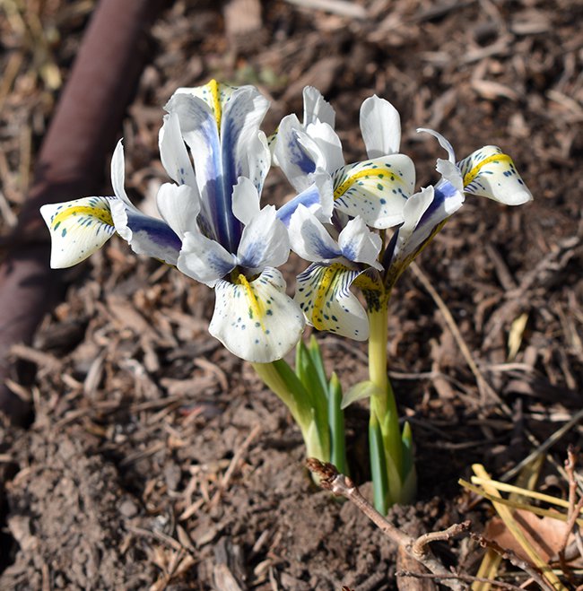 wbn-21-3-19-iris-reticulata-eye-catcher-jwb21.jpg