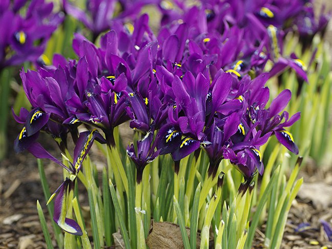wbn-21-3-19-iris-reticulata-george-jwb17.jpg