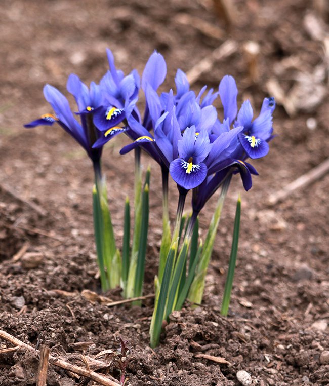 wbn-21-3-19-iris-reticulata-harmony-kaw16.jpg