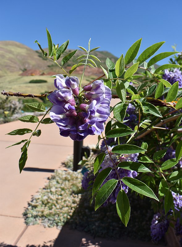 wisteria-frutescens-aunt-dee-hms21.jpg