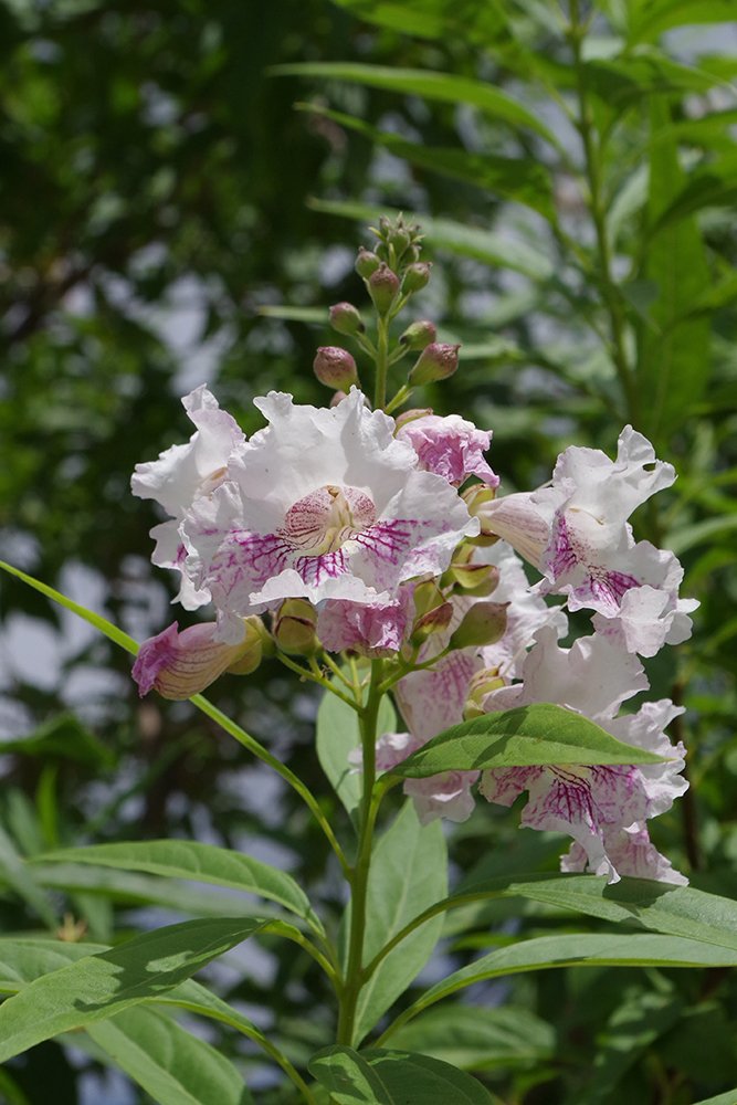 x Chitalpa tashkentensis 'Morning Cloud' Flowers 1 JWB19.JPG