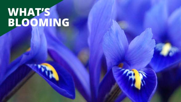 Text says whats blooming over picture of several purple irises