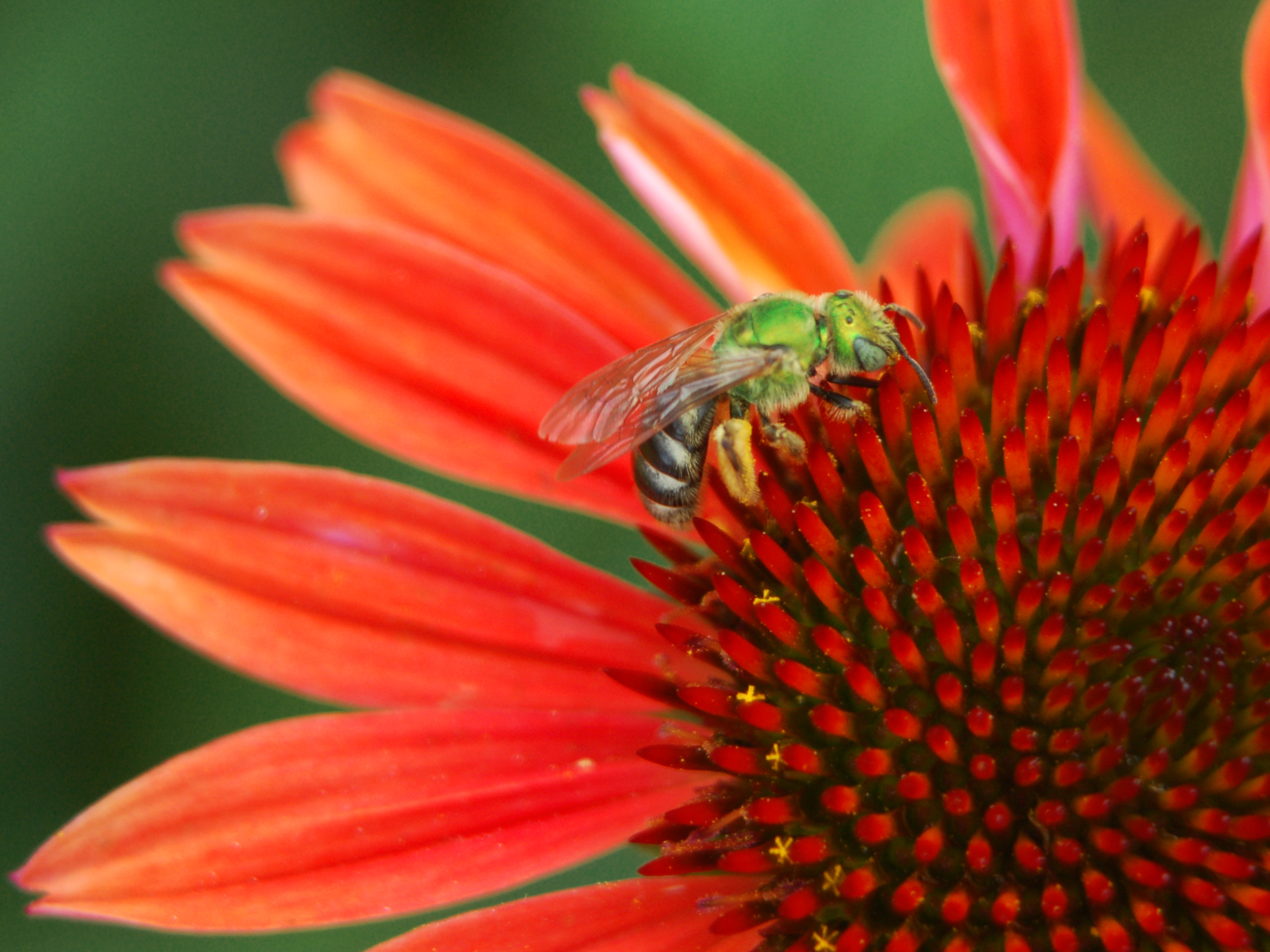 Photo of a green bee visiting a red flower